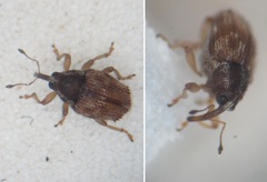 Trichosirocalus troglodytes