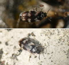 Trogoderma angustum