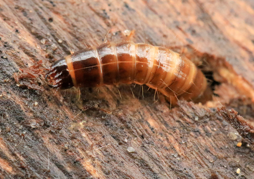 bordered click beetle, photo 4 of 10