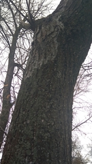 Athelia arachnoidea