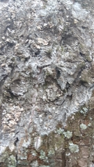 Athelia arachnoidea