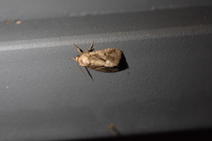 Spodoptera depravata