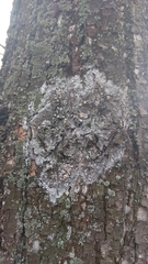 Athelia arachnoidea