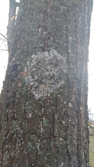 Athelia arachnoidea