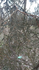 Cupressaceae