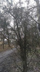 Cupressaceae