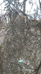 Cupressaceae