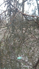 Cupressaceae