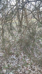 Cupressaceae