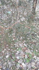 Cupressaceae