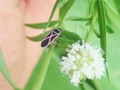 Ochrostomus pulchellus