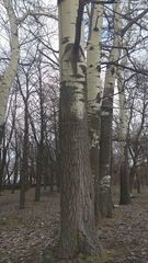 Populus