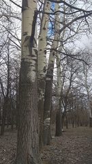 Populus