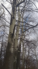 Populus