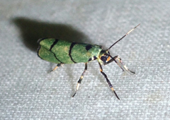 Cisthene intacta