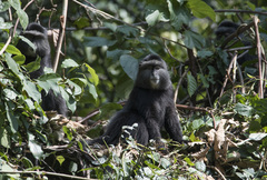 Cercopithecus mitis stuhlmanni
