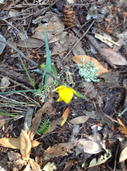 Calochortus amabilis