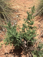 Asparagus flavicaulis
