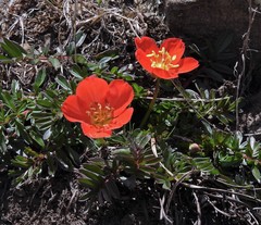 Hypseocharis pimpinellifolia