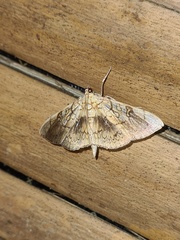 Pantographa