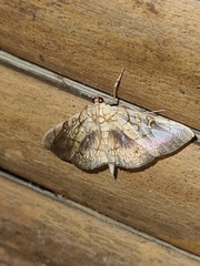 Pantographa