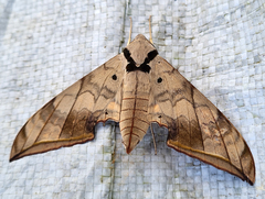 Ambulyx substrigilis