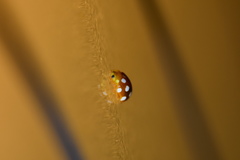 Vibidia duodecimguttata