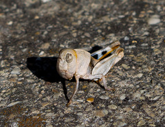 Hippiscus ocelote