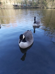 Branta canadensis