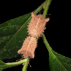 Dryptocephala spinosa