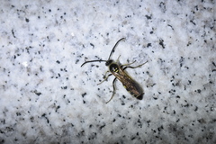 Scolioidea