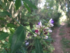 Dichorisandra hexandra