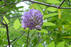 Wisteria frutescens