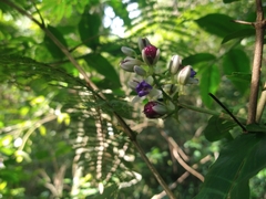 Dichorisandra hexandra