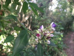 Dichorisandra hexandra