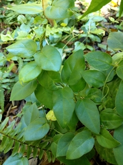 Vincetoxicum hirsutum