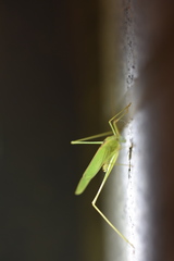 Phaneroptera falcata