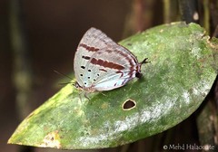 Arhopala hercules