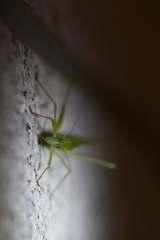 Phaneroptera falcata