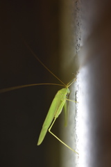 Phaneroptera falcata