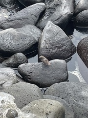 Geospiza conirostris