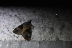 Hypena trigonalis