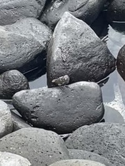 Geospiza conirostris