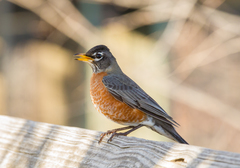 Turdus migratorius