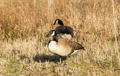 Branta canadensis