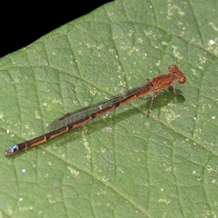 Oxyagrion