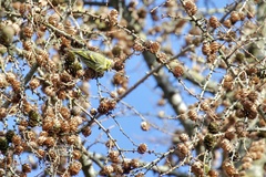 Spinus spinus