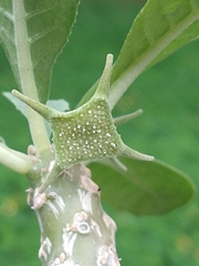 Dorstenia foetida