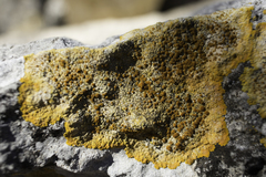 Variospora aurantia