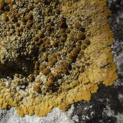 Variospora aurantia